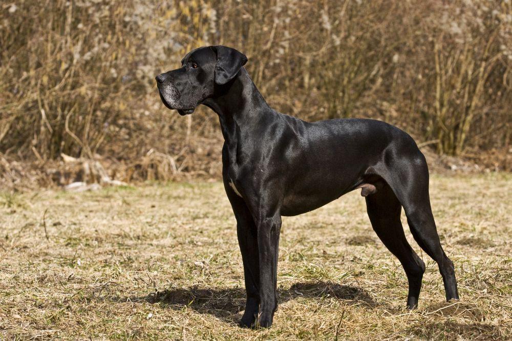 Doggen Fotos und Bilder MeineDogge.de