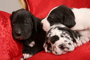 Gesunde Doggen Welpen vom Z&uuml;chter