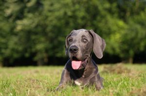Decktaxe Welpen Deckrüden Dogge