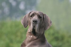 Dogge Kastration
