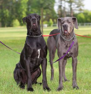 Unteschied Wesen von Dogge Rüde oder Dogge Hündin