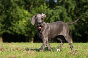 Dogge Welpenfutter