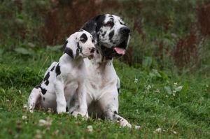 Dogge Züchter Sozialisierung Welpen