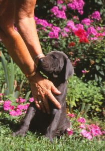 Dogge Züchter Welpen