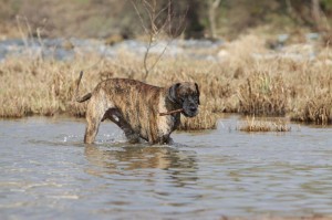 Dogge baden