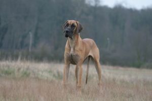 Dogge Übergewicht