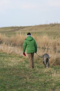 Doggen Bewegung Spaziergänge