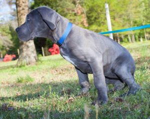 Futter Dogge Welpen