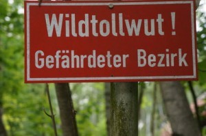 Tollwut ist bei der Dogge wegen des flächendeckenden Impfschutzes sehr selten.