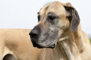 Typische Erbkrankheiten Dogge