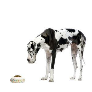 Wieviel Futter Dogge