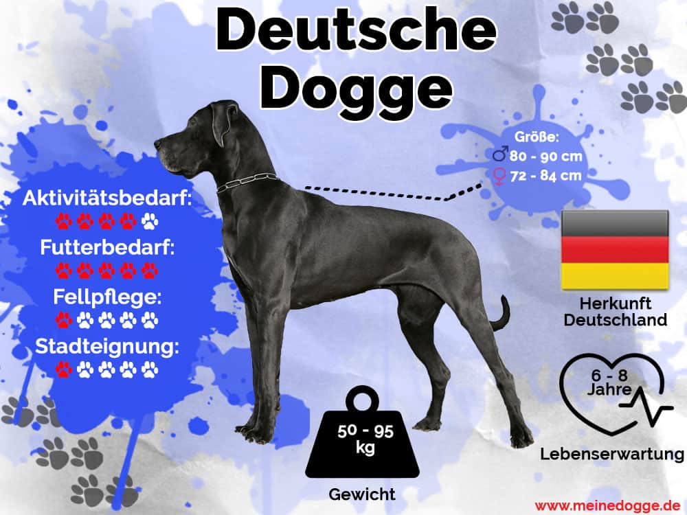 Deutsche Dogge Infografik