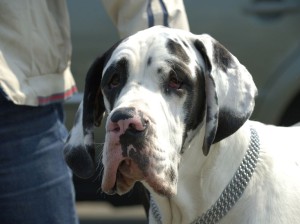 Dogge