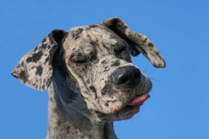 Ohrenschmerzen bei der Dogge