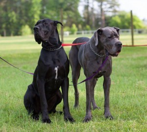 Die Pflege der Dogge ist wegen dem kurzen Fell einfach!