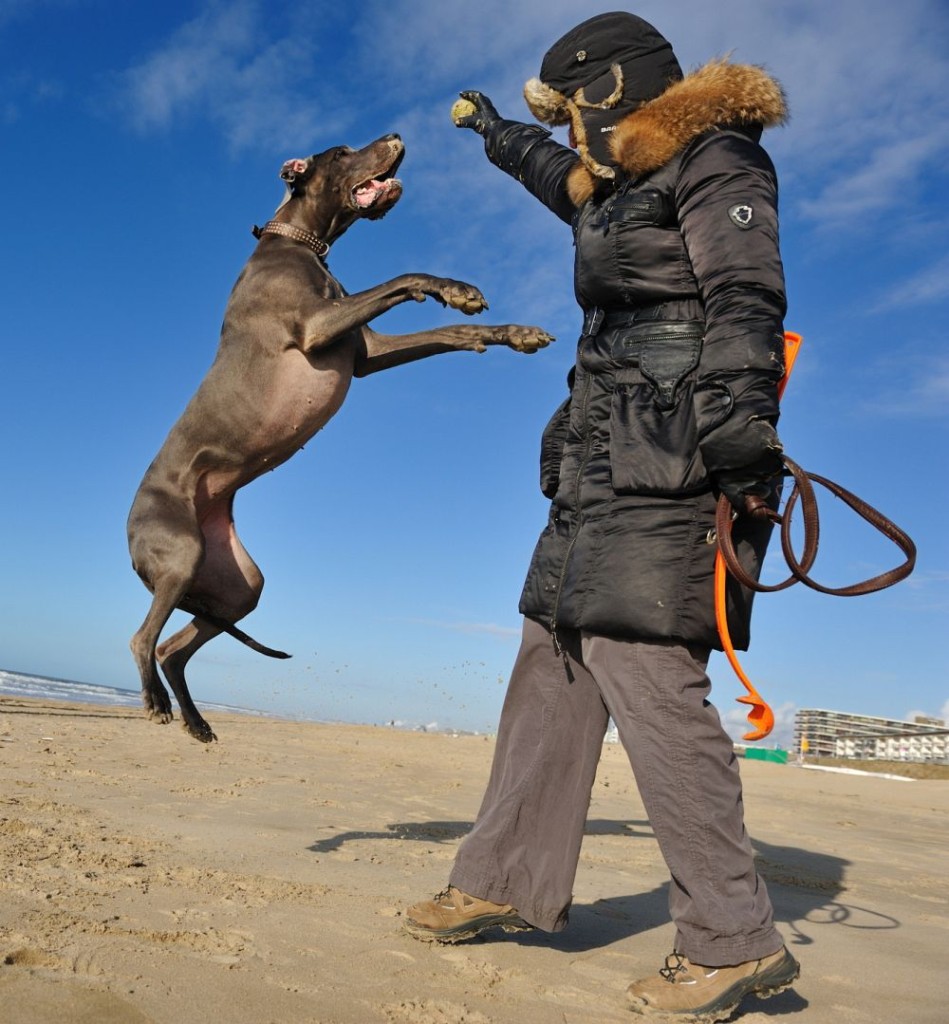 Wo kann ich mit der Dogge in den Urlaub gehen?