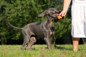 Die Erziehung ist für den Dogge Welpen sehr wichtig.