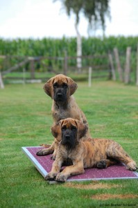 9 Wochen alte Doggen Welpen vom Bremer Schlüssel.