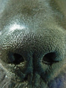 Krankheiten bei der Dogge erkennen: Ist die Nase feucht und kühl