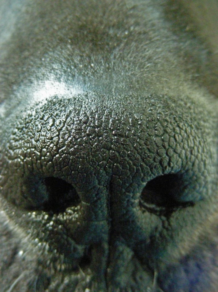 Krankheiten bei der Dogge erkennen: Ist die Nase feucht und kühl