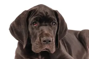 Labrador Doge Mix, Mischling