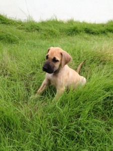 Wer kann den süßen Dogge Welpen schon wiederstehen?