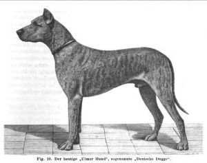 Ulmer Hund - Deutsche Dogge