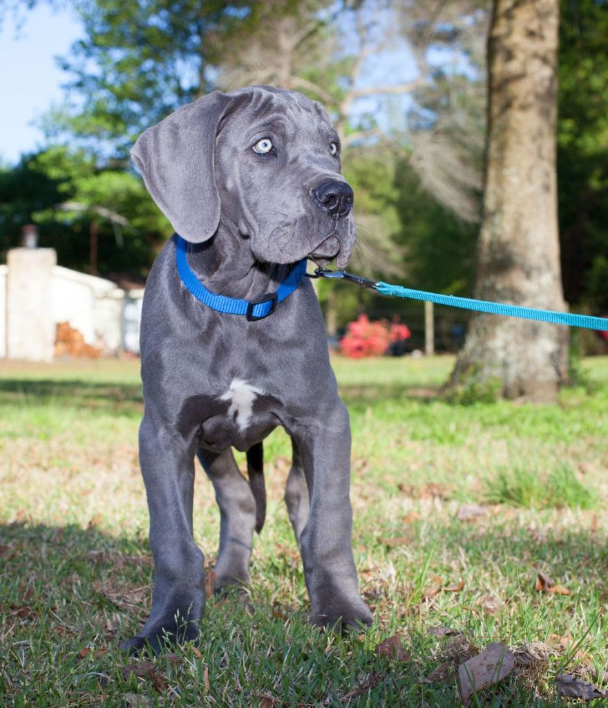 Deutsche Dogge Lebenserwartung