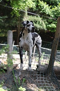 Dogge Lebenserwartung Ailin