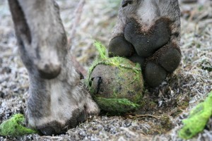Spielzeug für die Dogge