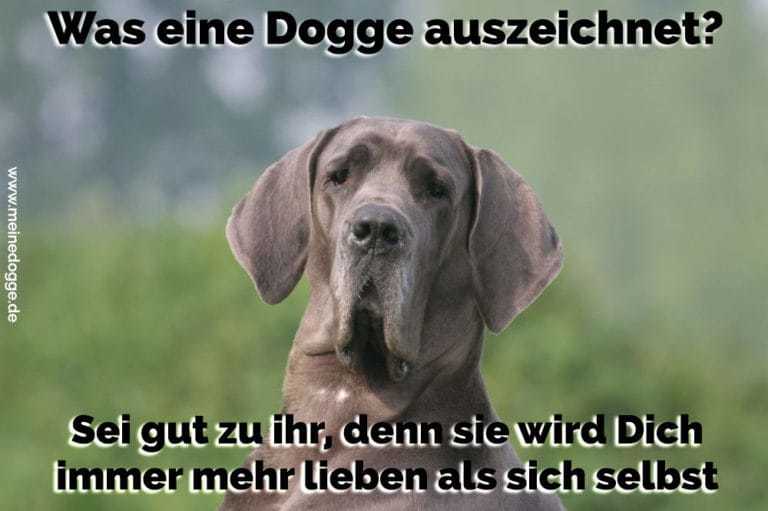 Dogge Zitate und Sprüche MeineDogge.de