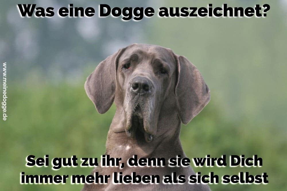 Dogge Zitate Und Scprüche