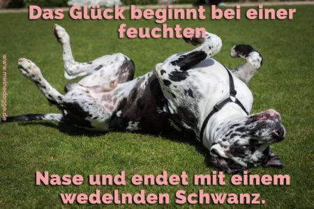 Dogge Zitate und Sprüche MeineDogge.de