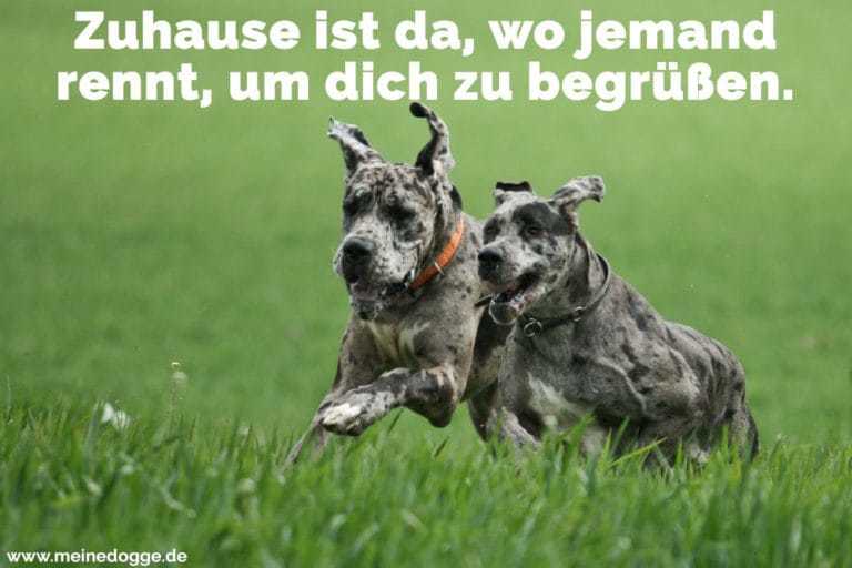 Dogge Zitate und Sprüche MeineDogge.de
