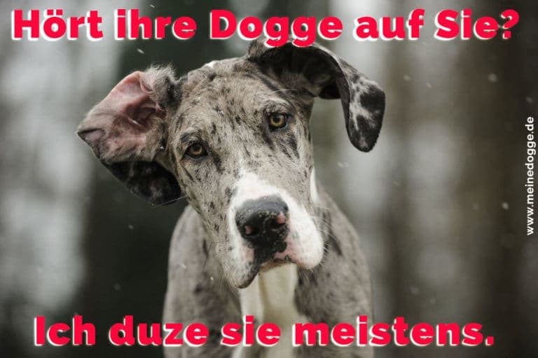 Dogge Zitate und Sprüche MeineDogge.de