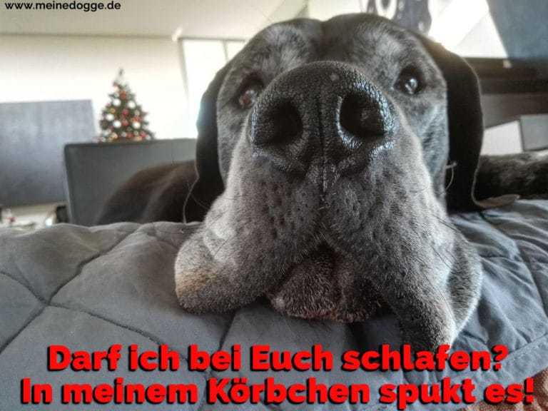 Dogge Zitate und Sprüche MeineDogge.de