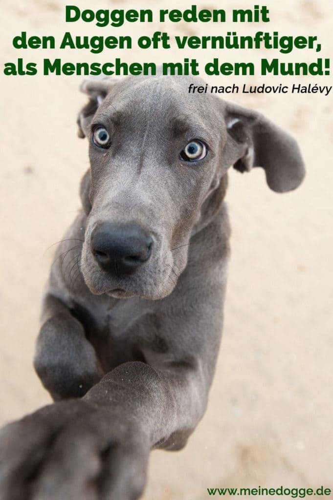 Dogge Zitate und Sprüche MeineDogge.de