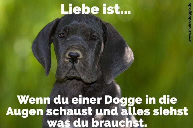 Dogge Zitate und Sprüche MeineDogge.de