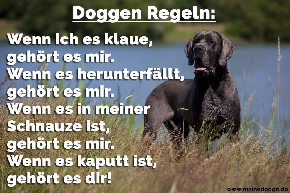 Dogge Zitate Und Scprüche