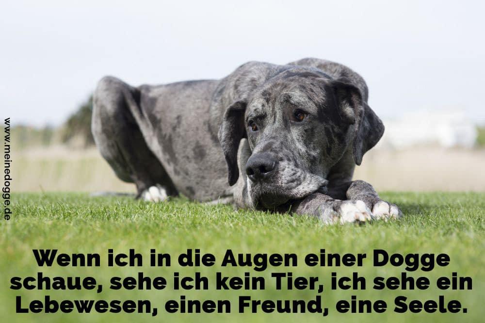 Dogge Zitate Und Scprüche