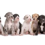 Gesunde Dogge Welpen - Tipps wie Du die richtigen Welpen findest!