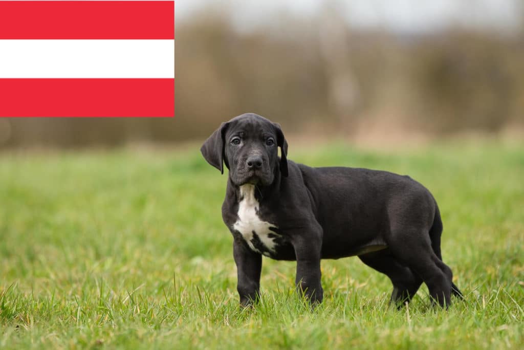 Dogge Züchter mit Welpen Österreich