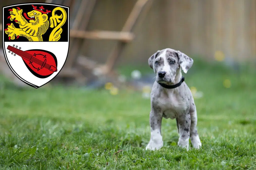 Dogge Züchter mit Welpen Alzey, Rheinland-Pfalz