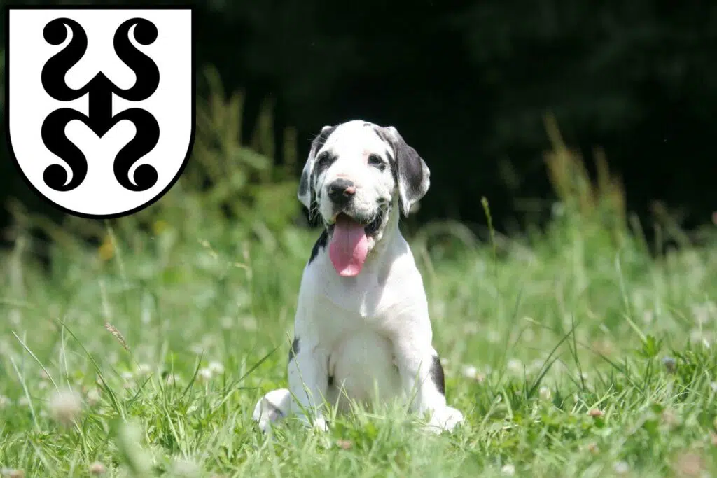 Dogge Züchter mit Welpen Bad Dürkheim, Rheinland-Pfalz