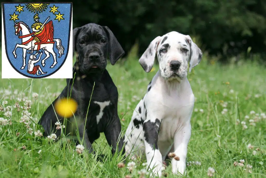 Dogge Züchter mit Welpen Bad Ems, Rheinland-Pfalz