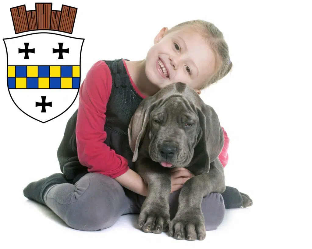 Dogge Züchter mit Welpen Bad Kreuznach, Rheinland-Pfalz