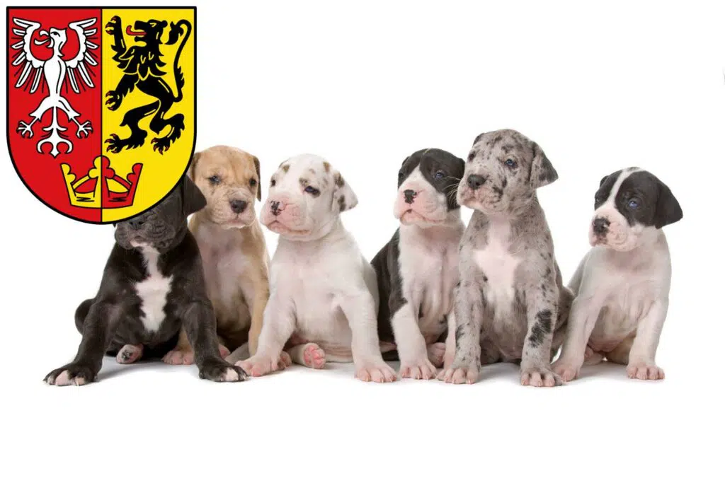 Dogge Züchter mit Welpen Bad Neuenahr-Ahrweiler, Rheinland-Pfalz