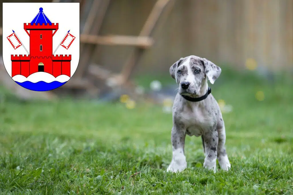 Dogge Züchter mit Welpen Bad Segeberg, Schleswig-Holstein