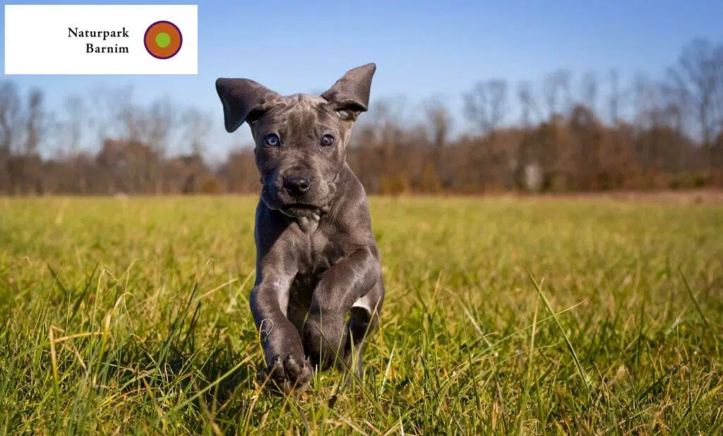 Dogge Züchter mit Welpen Barnim, Brandenburg