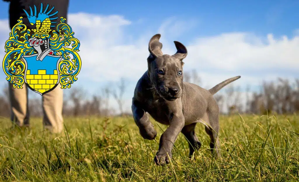 Dogge Züchter mit Welpen Bautzen, Sachsen